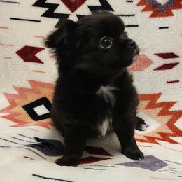 Maud - Black and white female Chihuahua puppy in Chesapeake, Virginia from Elsbeth's Chihuahuas