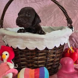 Lola Girl 4 solid liver - Liver female German Shorthaired Pointer puppy in Banning, California from ⭐🦆 So Cal on Point GSP'S🇺🇲🇩🇪 lg