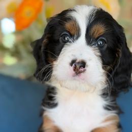 Cat women - female Bernedoodle puppy in Yuciapa, California from AlltheDoodlez_