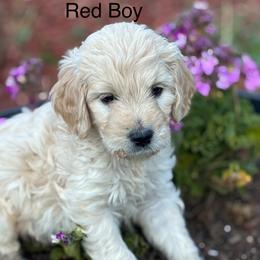 Red Boy - Cream male Goldendoodle puppy in Colorado Springs, Colorado from Pikes Peak Doodles