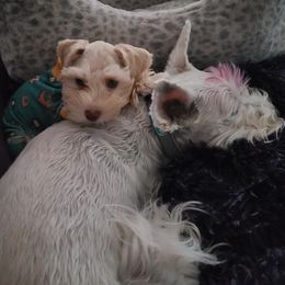 Miniature Schnauzer puppies from Desert Sparkle Schnauzers
