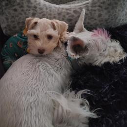 Miniature Schnauzer puppies from Desert Sparkle Schnauzers