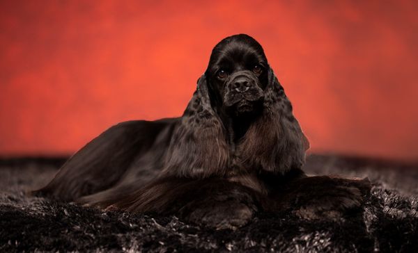 A beautifully groomed Black Cocker Spaniel lays with a red backdrop.