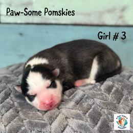 Girl 3 - Black and white female Pomsky puppy in Krum, Texas from Paw-Some Pomskies