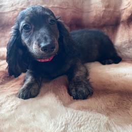 Red - Sable male Dachshund puppy in Waukegan, Illinois from Rolling and Howling Basset Hounds and Dachshunds