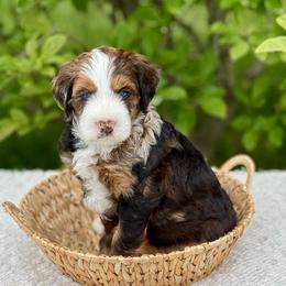 Truffles - Merle male Bernedoodle puppy in Bremen, Indiana from Farmland Doodles