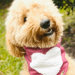 Goldendoodles from Castillo Bulldogs