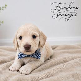 Blue Collar - AKC Male - Cream male Dachshund puppy in Nashville, Tennessee from Farmhouse Sausages - Located in TN delivers all over US