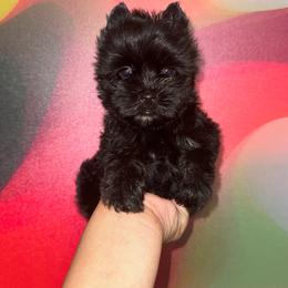 Raven-Purple Collar - Liver female Yorkshire Terrier puppy in Flowood, Mississippi from Prissy PawPals