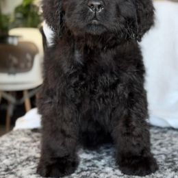 Newfoundland Puppies from Knallhart Kennels
