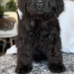 Newfoundland Puppies from Knallhart Kennels