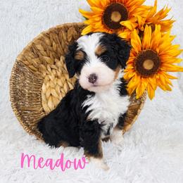 Meadow - Tri-color female Bernedoodle puppy in Saratoga Springs, Utah from O’Hearon’s Amazing Puppies