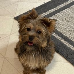 Gorgie - Black and gold male Yorkshire Terrier puppy in Lexington, North Carolina from Silver Valley Yorkies