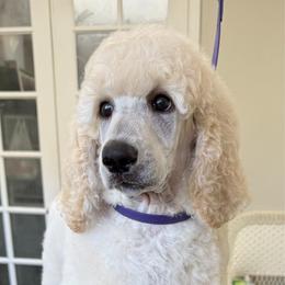 Alfie - Cream male Poodle puppy in Port Orange, Florida from Daytona’s Standard Poodles
