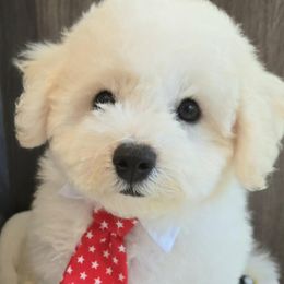 River - AKC Bichon Frise - White and buff male Bichon Frise puppy in Upland, California from IDREAMOFPUPPIES
