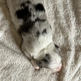 Blue Merle Male - Blue merle male Miniature Australian Shepherd puppy in Taunton, Massachusetts from Checkered Flag Champions Mini Aussies