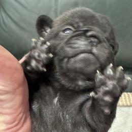 Black Girl with Small White Patch - Black female Pug puppy in Troutman, North Carolina from Ohana Pugs