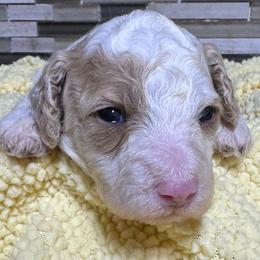 Doc - White male Poodle puppy in Akeley, Minnesota from Blessed Acres Miniature Poodles