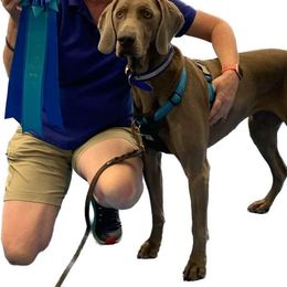 Weimaraner All Grown Up from Ball Bluff Kennel