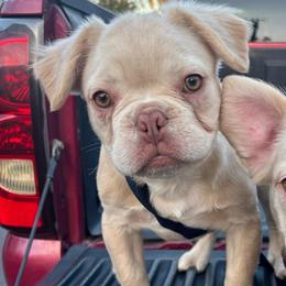 Osito - White male French Bulldog puppy in Los Angeles, California from westsidefrenchies