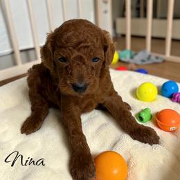 Nina - Red  female Poodle puppy in Miami, Florida from Maria's Pups