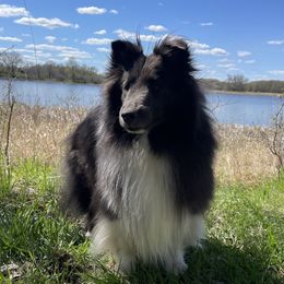 Gummy Bear - Shetland Sheepdog