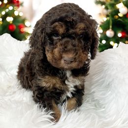Wren is sweet like sugar - Red phantom male Aussiedoodle puppy in Clarkston, Washington from Doodle & poodle palace