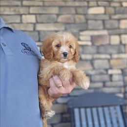 Dax - Red male Cavapoo puppy in Apple Creek, Ohio from Grandeur Valley Puppies
