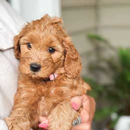 Godiva (Diva) - Apricot female Goldendoodle puppy in Columbia, South Carolina from Glittering Grace Goldendoodles