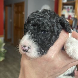 Goldendoodle Puppies from Sisson Goldendoodles
