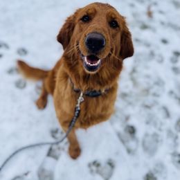 Reba - Golden Retriever