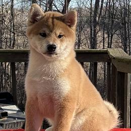 Shiba Inu puppies from Halo Siberians & Shiba Inu