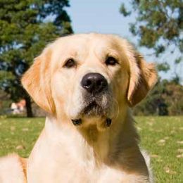 Golden Retrievers from Darrowby
