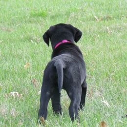 Labrador Retriever Puppies from Harvest Moon Farm