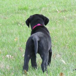 Labrador Retriever Puppies from Harvest Moon Farm