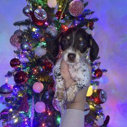 Dachshund Puppies from A&M's Dachshunds