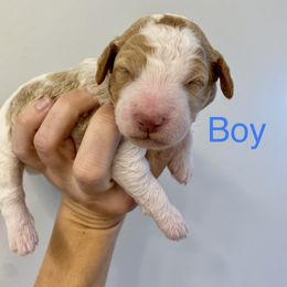 Boy 2 - Goldendoodle puppy in Morehead City, North Carolina from Shoreside Doodles