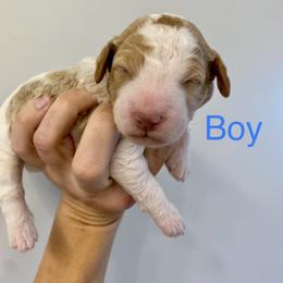 Boy 2 - Goldendoodle puppy in Morehead City, North Carolina from Shoreside Doodles