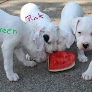 Dogo Argentino puppies from K&B Southern Oregon Argentino Dogos
