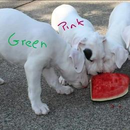 Dogo Argentino puppies from K&B Southern Oregon Argentino Dogos