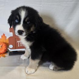 Boy 6 - Black tri-color male Australian Shepherd puppy in Lakeland, Florida from Diamond P Australian Shepherds
