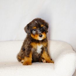 Theo - Tri-color male Bernedoodle puppy in Washington from Doodle Love