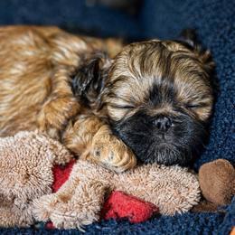 Majestys Shih Tzus Sable - Red and tan male Shih Tzu puppy in Douglas, Massachusetts from Majesty’s Shih Tzus