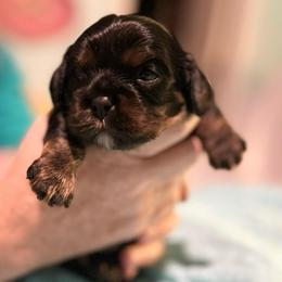 Raven - Black and tan male Cavalier King Charles Spaniel puppy in Broken Arrow, Oklahoma from Cavalier King Charles Heartland