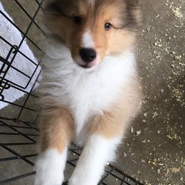 Shetland Sheepdogs from Silver Trails Shelties