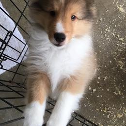 Shetland Sheepdogs from Silver Trails Shelties