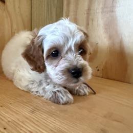 Purple collar - Red and white female Cockapoo puppy in Wesson, Mississippi from Southern Country Doodles