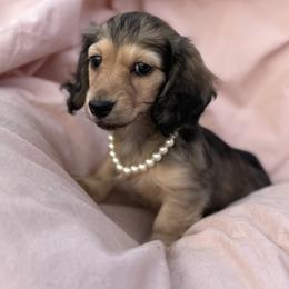 Madonna - Cream female Dachshund puppy in Crystal, Michigan from Mare-bella Dachshunds
