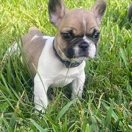 French Bulldog Puppies from Oakmont Frenchies