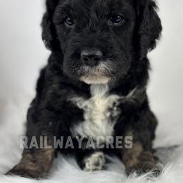 Bowser-Standard - Black male Goldendoodle puppy in Milford, Indiana from Railway Acres Kennel